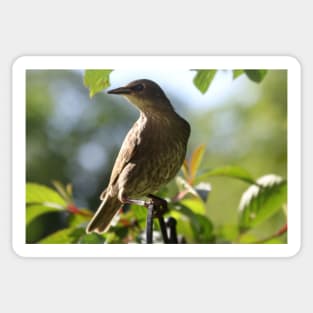 Juvenile Starling Sticker